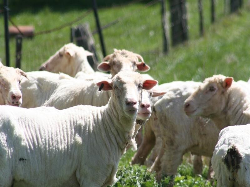 1000 Dog Rocks Road, Black Springs NSW 2787