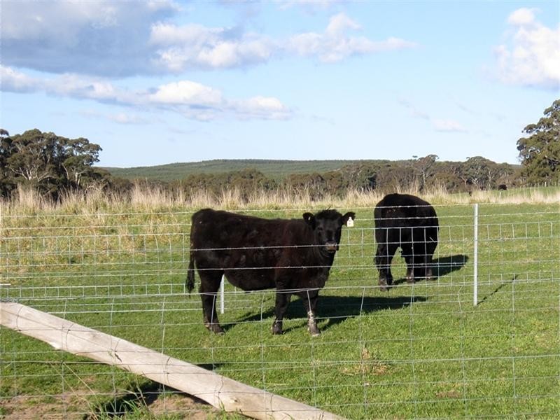 3139 Abercrombie Road, Black Springs NSW 2787