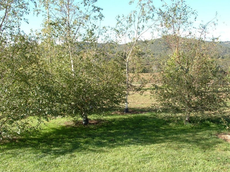 Wisemans Creek NSW 2795