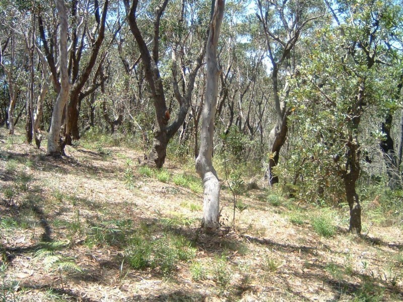 5-7 Daintrey Street, Wentworth Falls NSW 2782