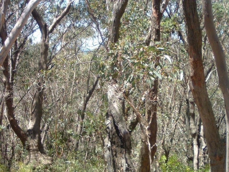 5-7 Daintrey Street, Wentworth Falls NSW 2782