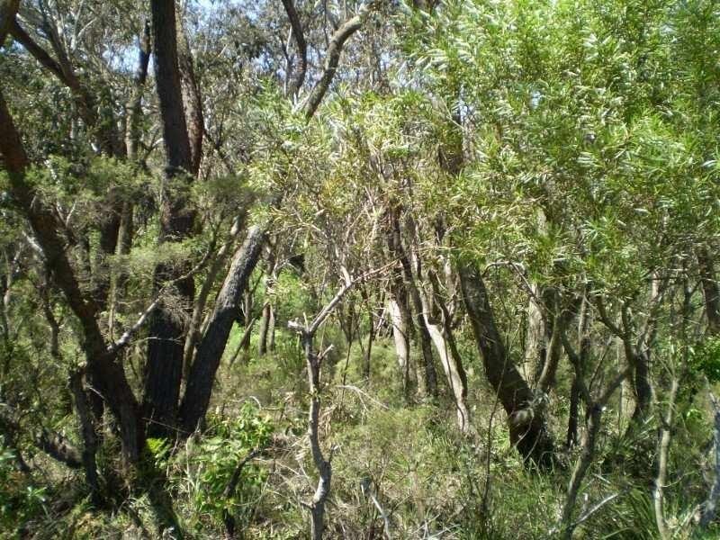 53 Wilson Street, Katoomba NSW 2780