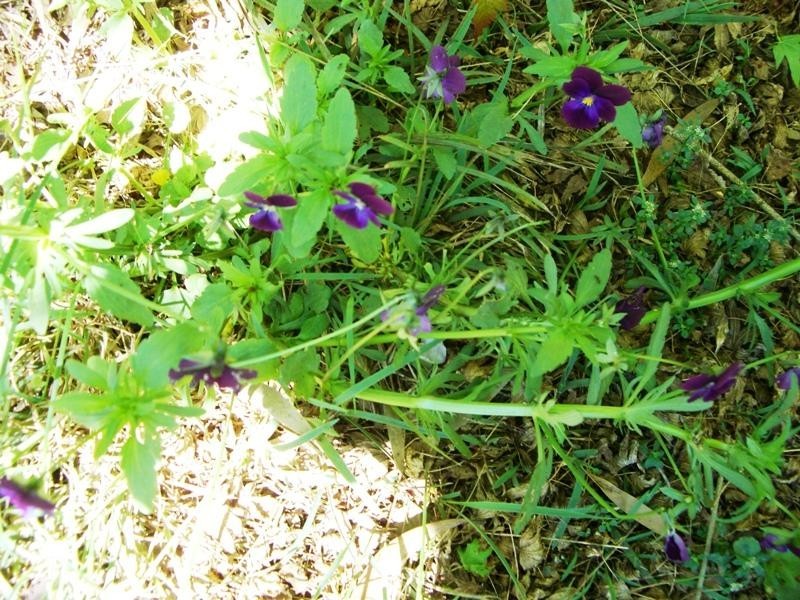 17 Letitia Street, Katoomba NSW 2780