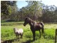 Gatton QLD 4343