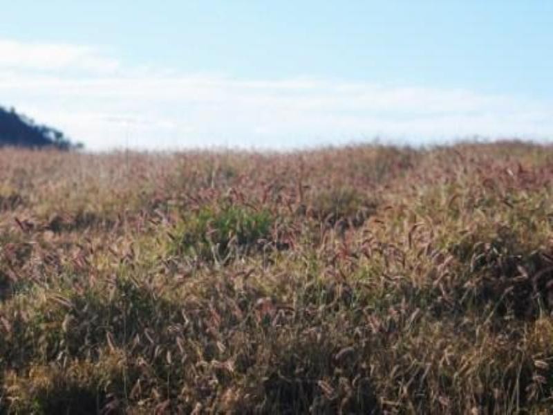 Giligulgul Road, Wandoan QLD 4419