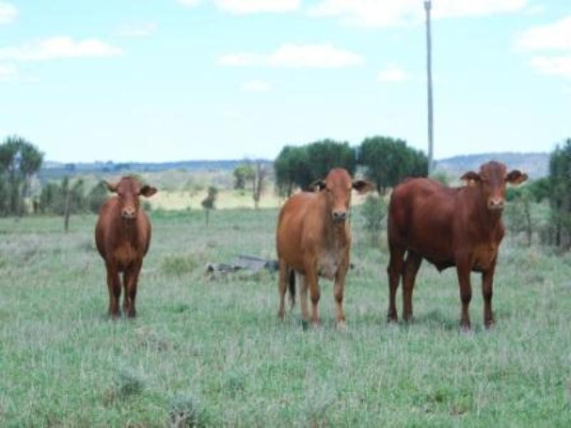 Giligulgul Road, Wandoan QLD 4419