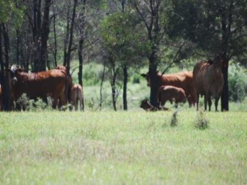 Giligulgul Road, Wandoan QLD 4419