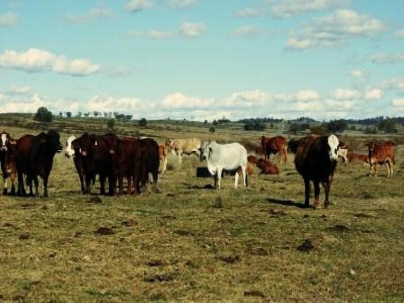 Giligulgul Road, Wandoan QLD 4419