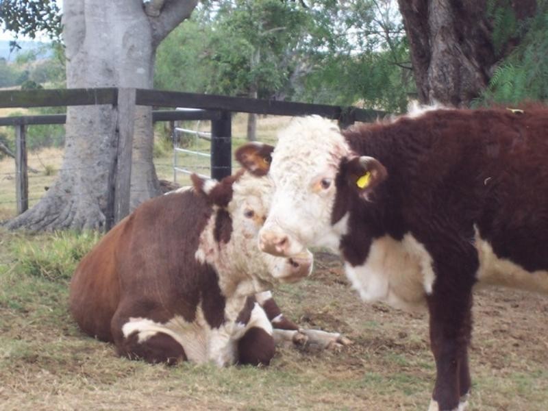 73 Abbotts Road, Derrymore QLD 4352