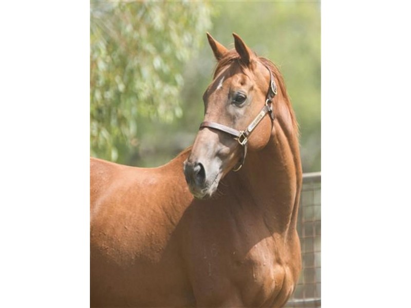 3 Moobi Road, Scone NSW 2337