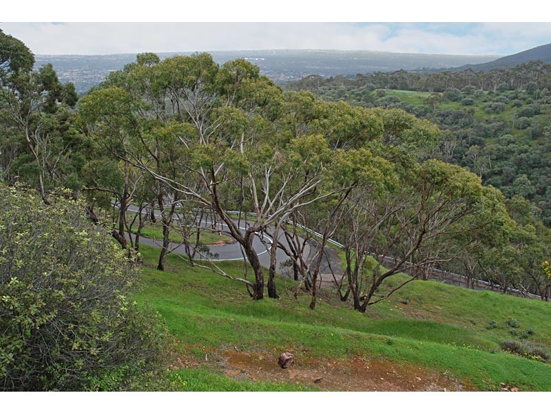 17 Ridgeland Drive, Teringie SA 5072