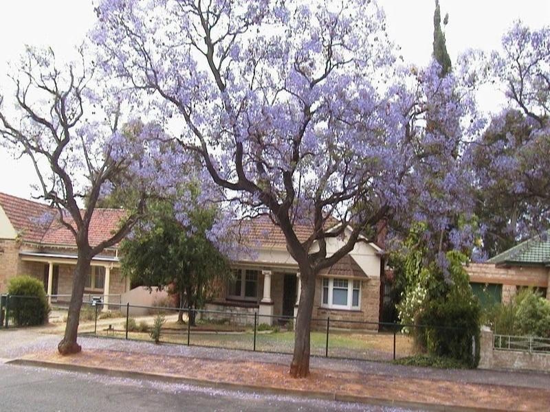 20 Kyeema Avenue, Cumberland Park SA 5041