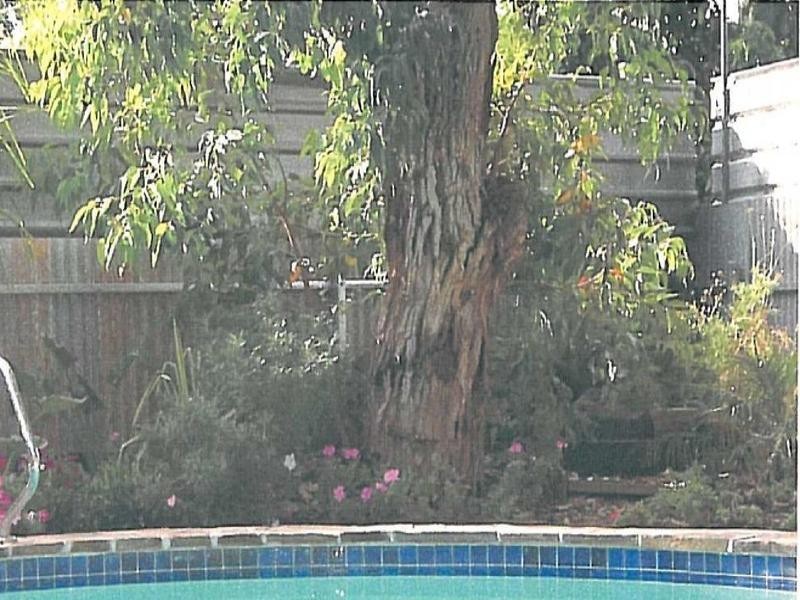 19 Laurel Avenue, Campbelltown SA 5074