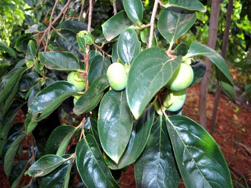 Lot 4 Womma Road, Penfield SA 5121