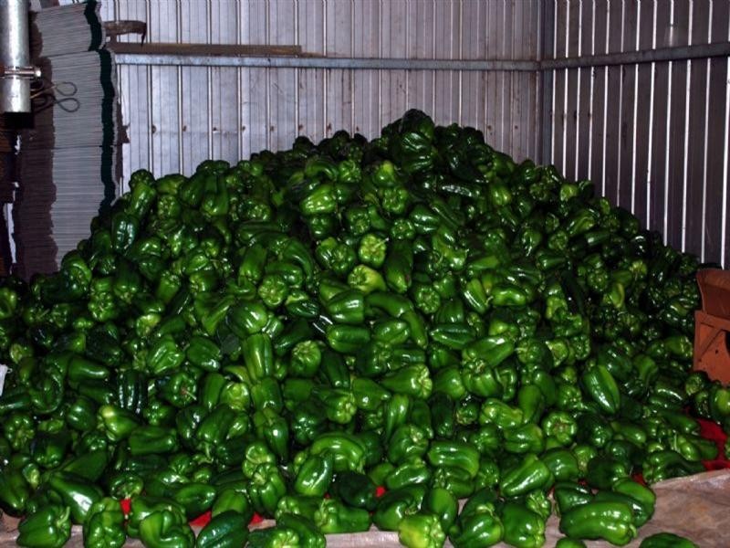 Lot 4 Womma Road, Penfield SA 5121