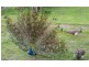 287 Mannes Lane, Emu Creek VIC 3551