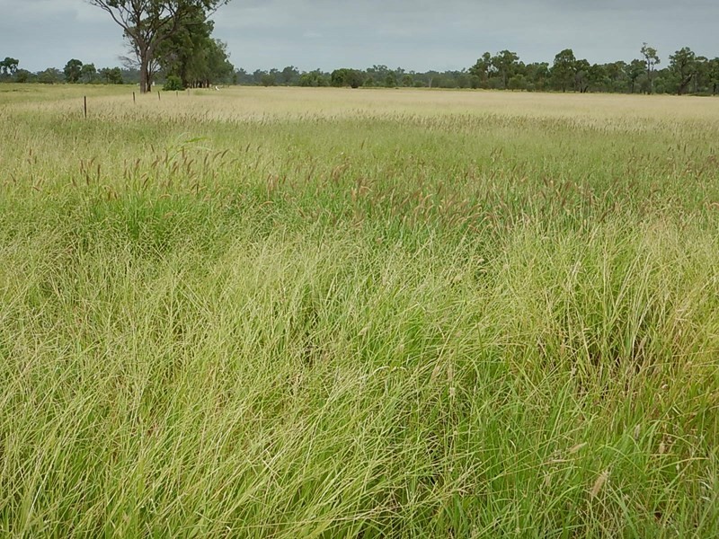 Hazelrigg, Torrens Creek QLD 4816