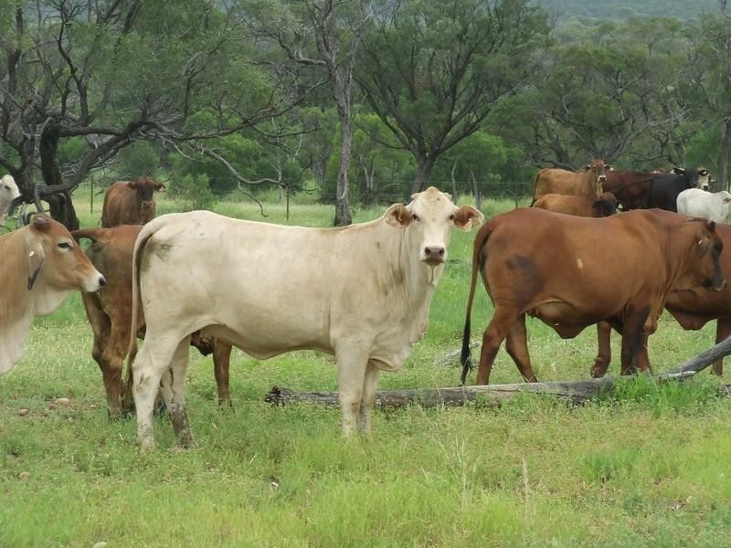Hughenden QLD 4821