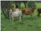Hughenden QLD 4821