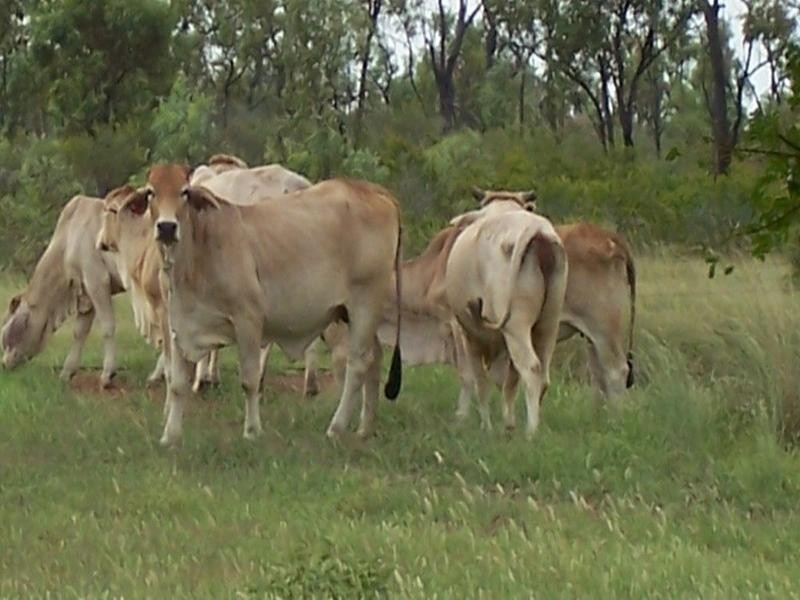 Prairie QLD 4816