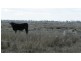 Roma QLD 4455