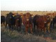 Roma QLD 4455