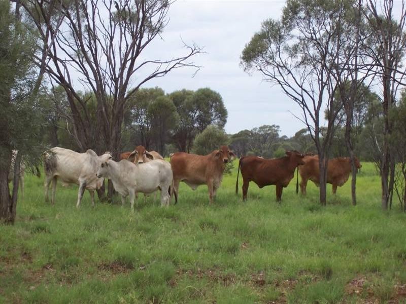 1 Bogglywalla, Hughenden QLD 4821