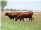 0 Talaroo Station, Mount Surprise QLD 4871