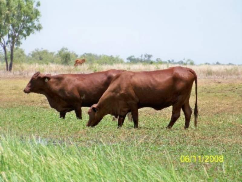 0 Talaroo Station, Mount Surprise QLD 4871