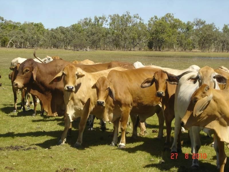 0 REIGATE, Croydon QLD 4871