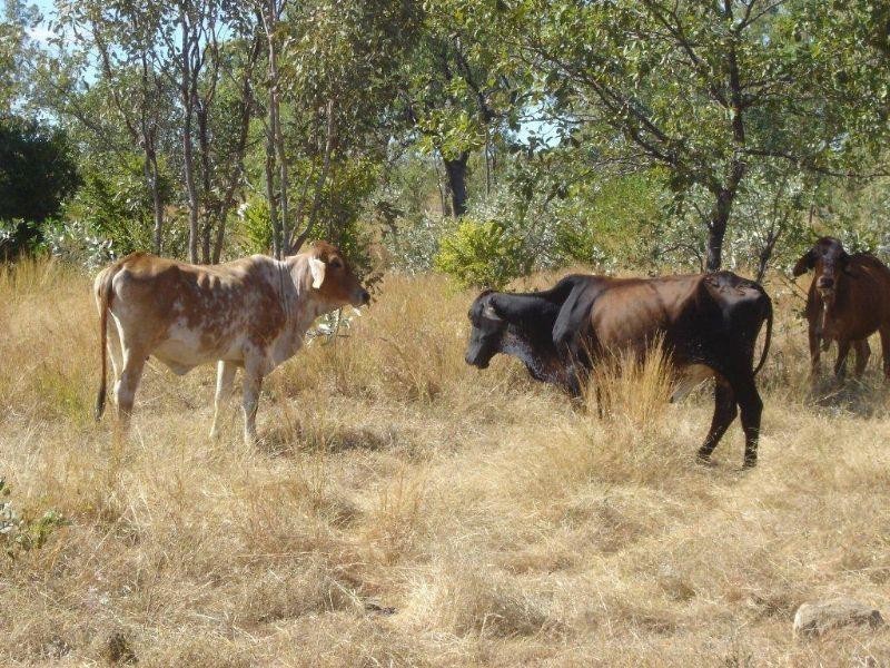 1 Torrlinger, Georgetown QLD 4871