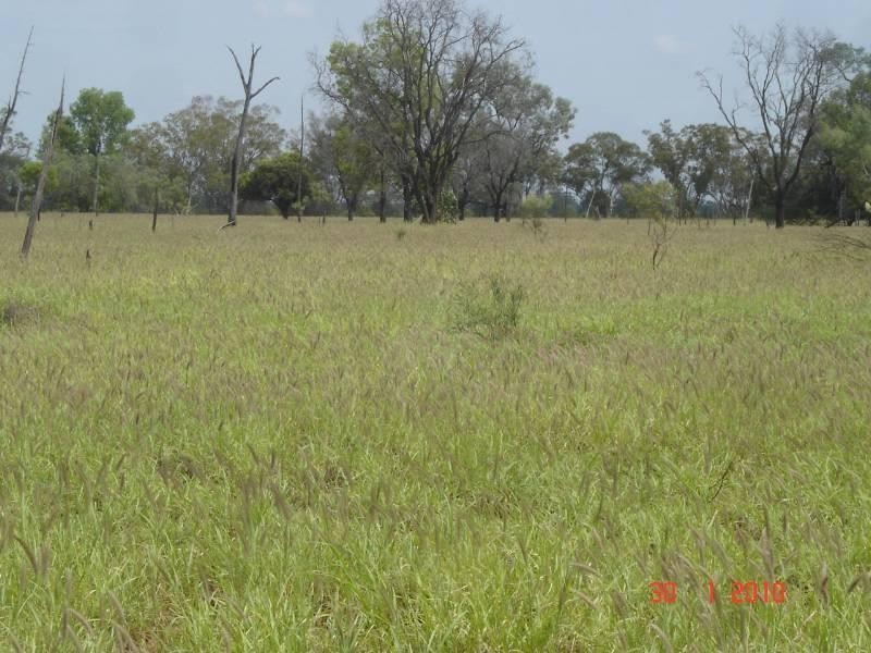 3911 Begonia Road, St George QLD 4487