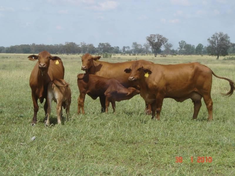 3911 Begonia Road, St George QLD 4487