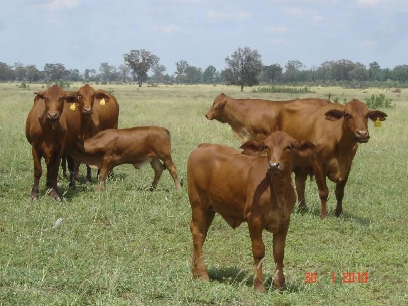 3911 Begonia Road, St George QLD 4487