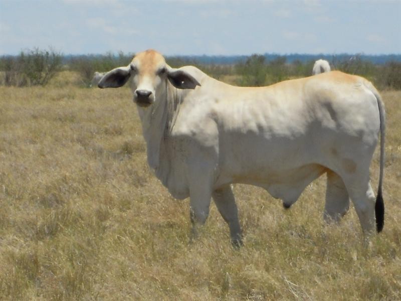 0 Hilltop East, Richmond QLD 4822