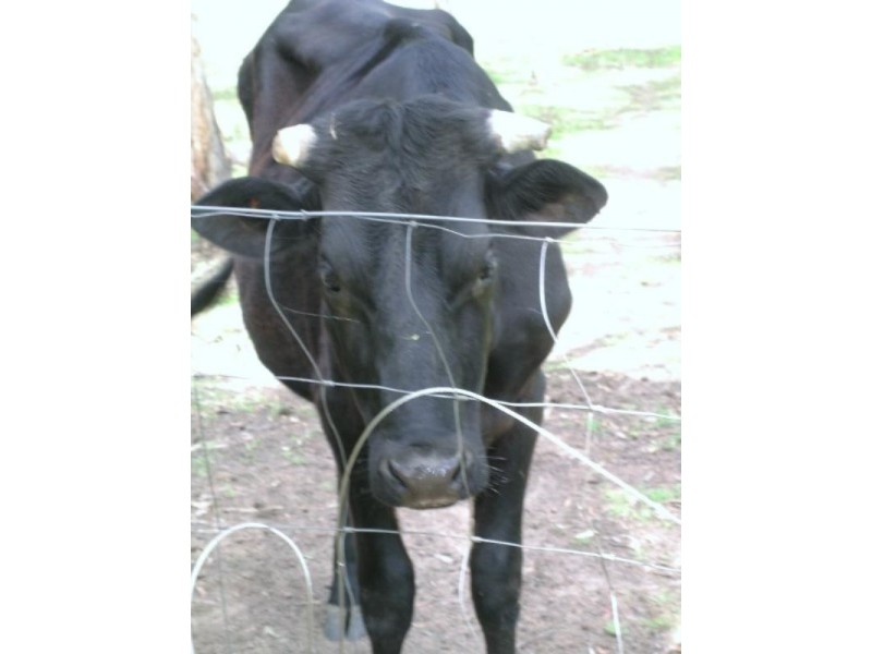 Capalaba West QLD 4157