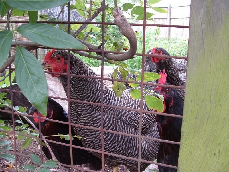 71 Whitehall Avenue, Birkdale QLD 4159