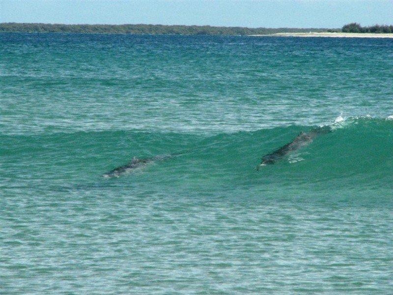 Lot 57 Celsa Street, Wellington Point QLD 4160