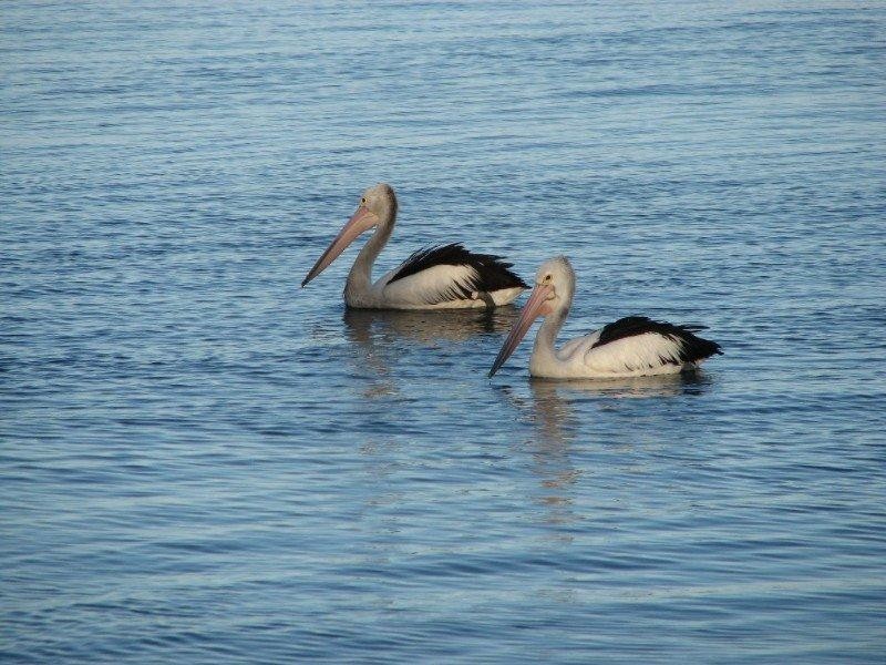 Lot 44 Liner Street, Wellington Point QLD 4160