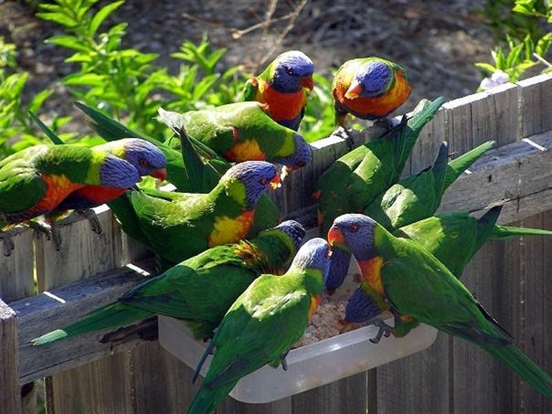 40/333 Colburn Avenue, Victoria Point QLD 4165