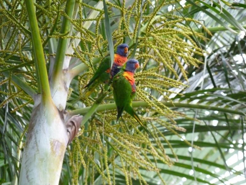 47 Agnes Street, Birkdale QLD 4159