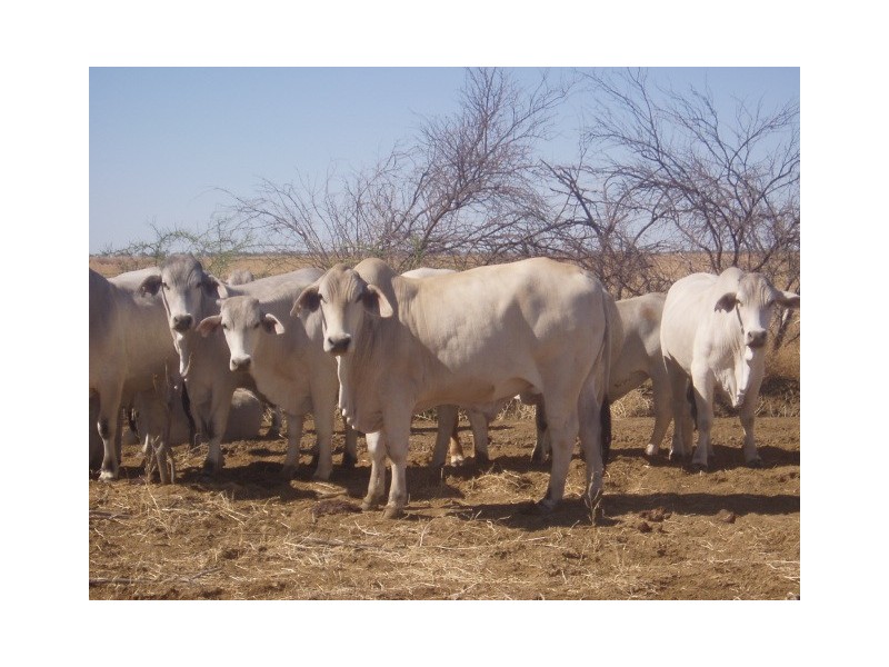 Mareeba QLD 4880