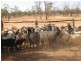 Cunnamulla QLD 4490