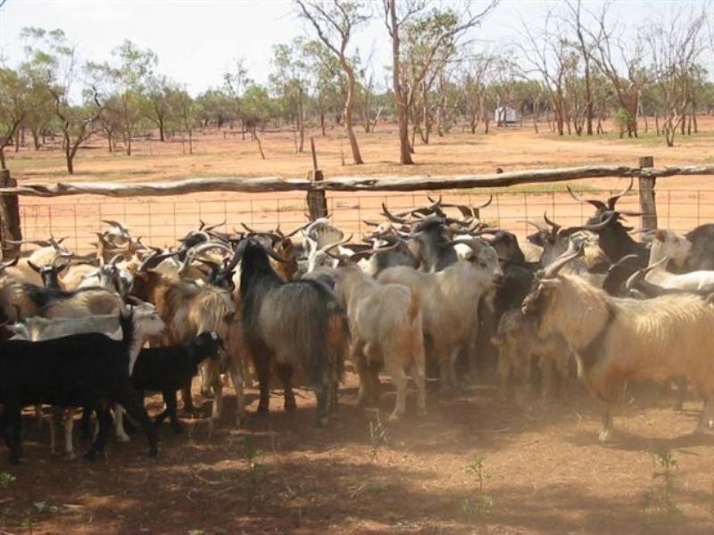 Cunnamulla QLD 4490