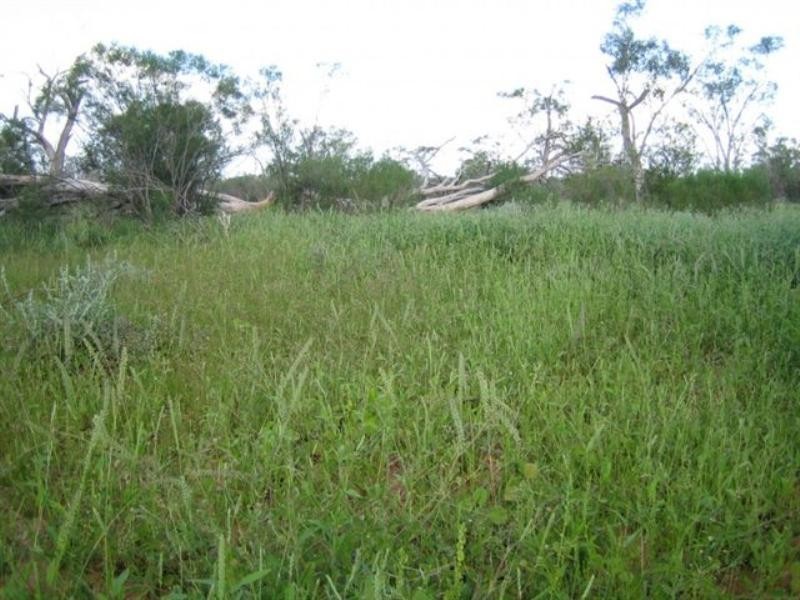Cunnamulla QLD 4490