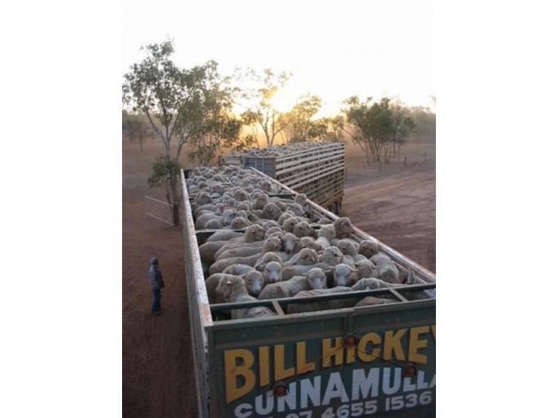 Cunnamulla QLD 4490