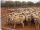 Cunnamulla QLD 4490