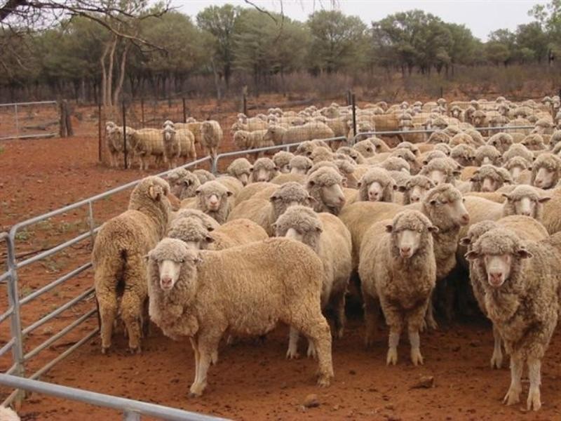 Cunnamulla QLD 4490