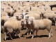 Cunnamulla QLD 4490