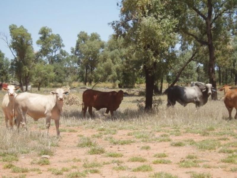 Charleville QLD 4470